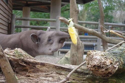 娱乐动物福利,共筑和谐福利家园