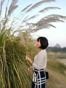 芦苇微微的照片